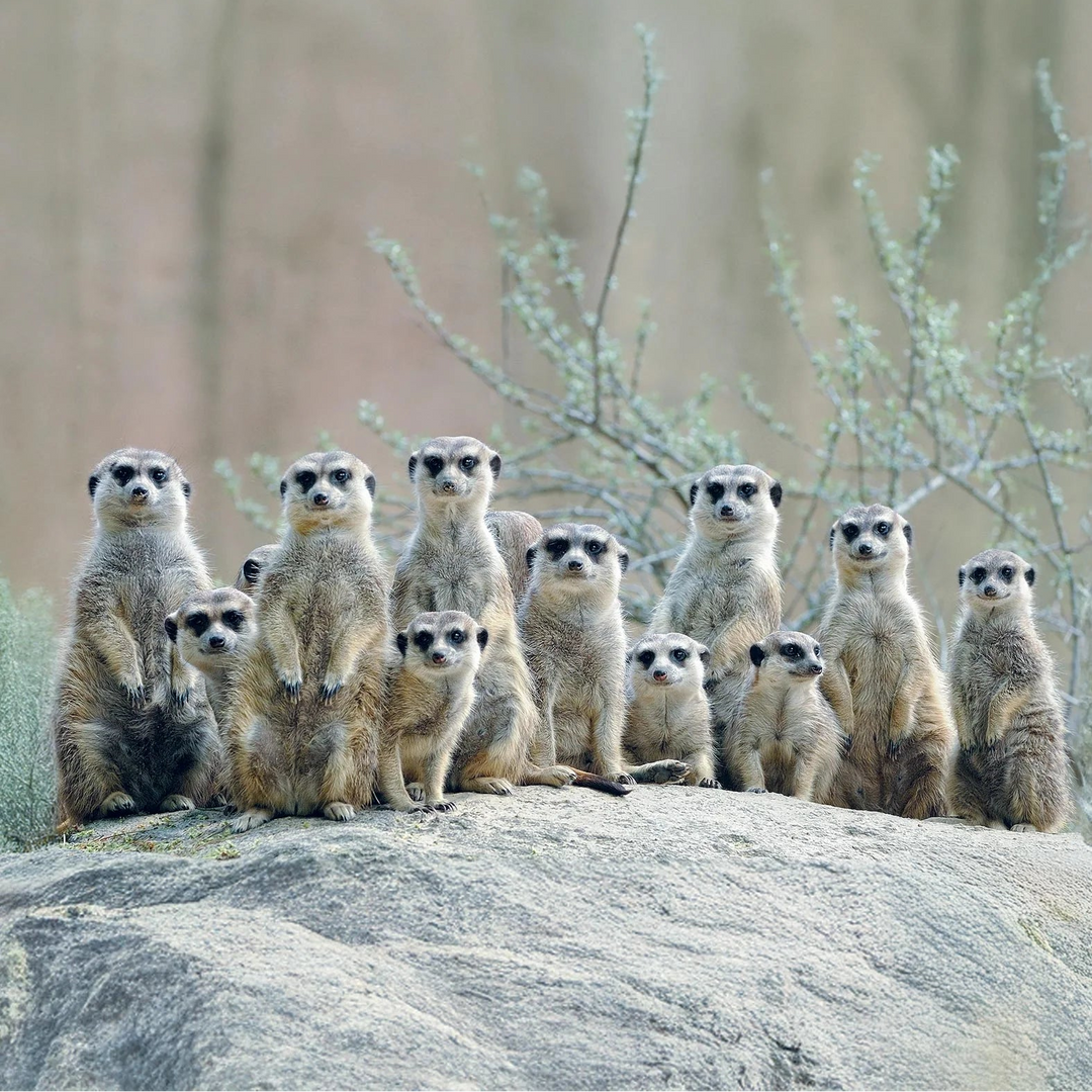 Boxer Homme Ouou | Master