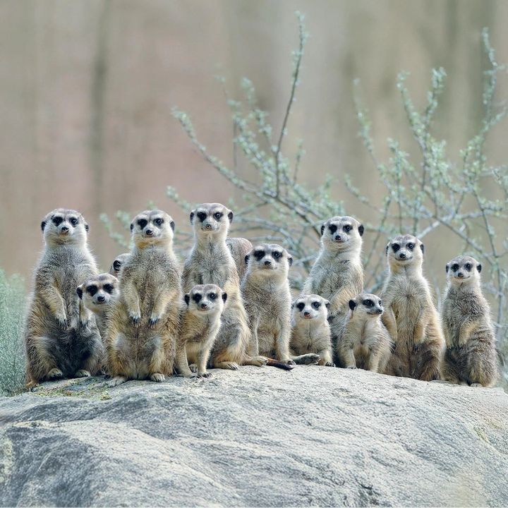 Boxer Homme Ouou | Master